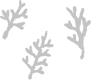 魚てる 魚 動画装飾